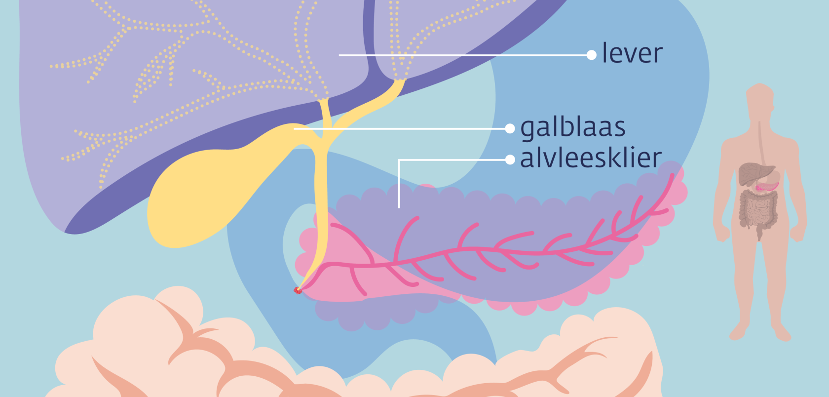 Informatie over de alvleesklier | Kanker.nl